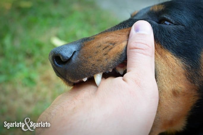 Hot to Prevent Dog Bites