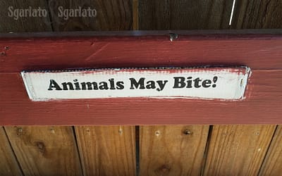 What should I do if another dog bites my dog?